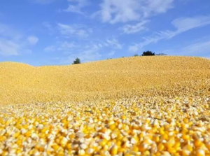 How to Clean Mexican corn?–China manufacturers tell you